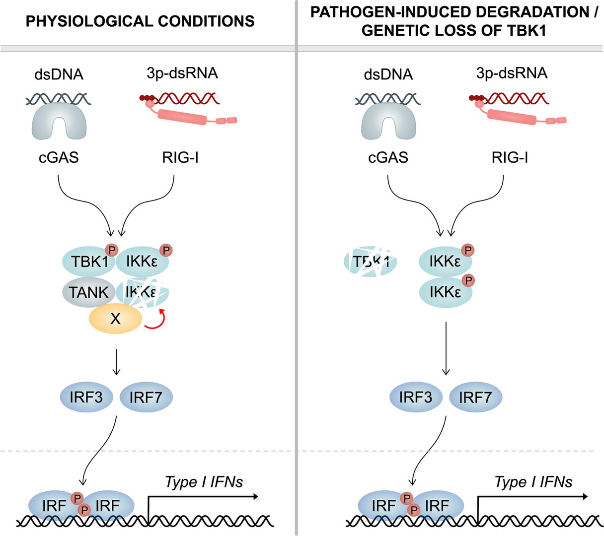 Links: Unter physiologischen Bedingungen induziert TBK1 kontinuierlich den Abbau seiner verwandten Kinase IKKepsilon. Dazu rekrutiert TBK1 über sein Gerüstprotein TANK einen noch nicht identifizierten Co-Faktor (X), der IKKepsilon destabilisiert. Bei einer Infektion tragen sowohl TBK1 als auch IKKepsilon zur Produktion von Interferon (Typ-I-IFN) bei. Rechts: Bei pathogen-induziertem Abbau oder genetischem Verlust von TBK1 ist die IKKepsilon-Proteinstabilität nicht mehr reduziert und somit der IKKepsilon-Proteinspiegel stark erhöht. Erhöhte Mengen an IKKepsilon-Protein können den Mangel an TBK1 ausgleichen. Dies gewährleistet eine ungebremste Typ-I-IFN-Antwort und eine effiziente Beseitigung von Infektionen.