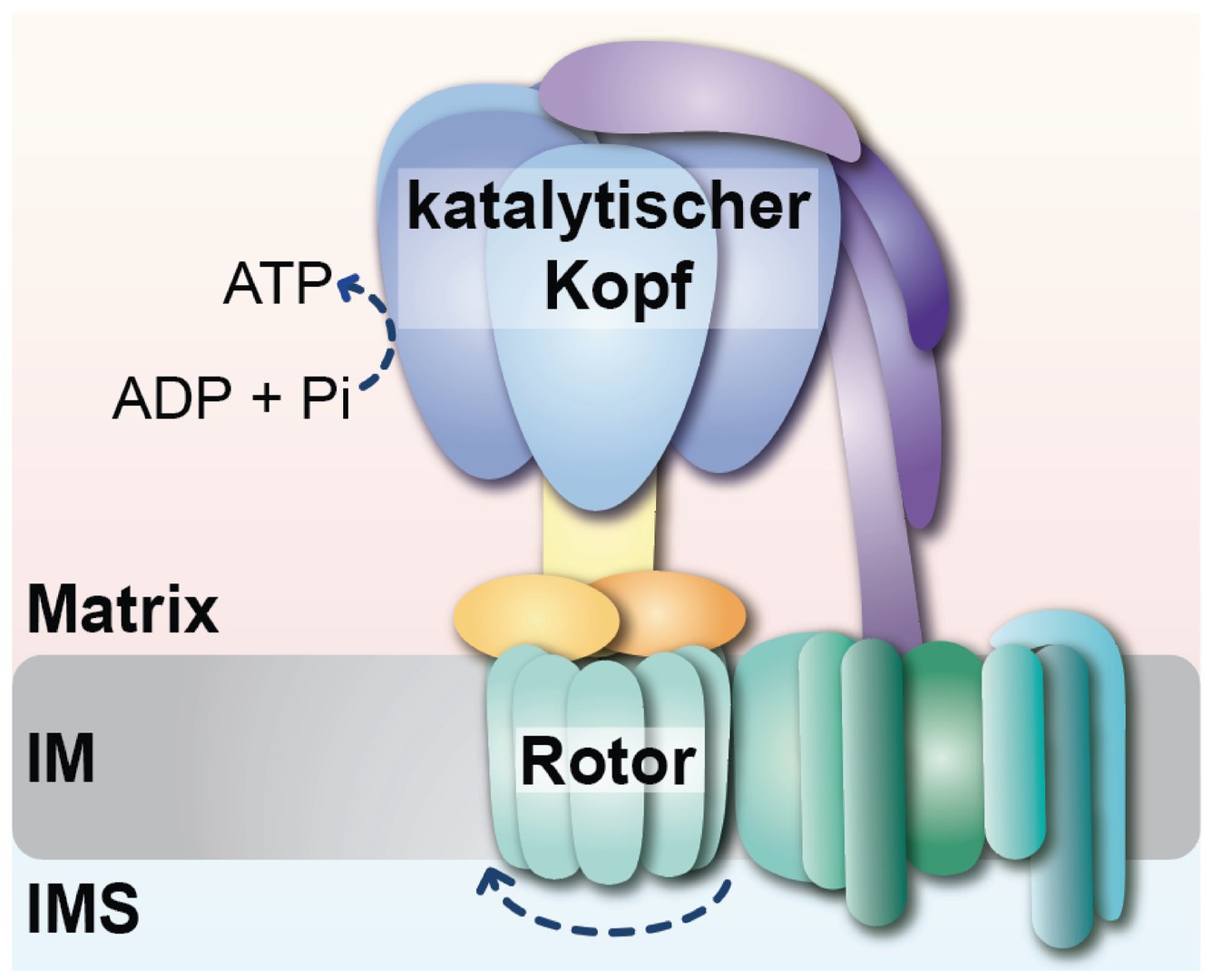Forschende um Prof. Thomas Becker - am Universitätsklinikum Bonn (UKB) haben herausgefunden, dass das mitochondriale Hsp70 eine duale Funktion in der Bildung der ATP-Synthase ausführt: den Zusammenbau des katalytischen Kopfes und die kontrollierte Verknüpfung des Kopfes mit dem Stator.