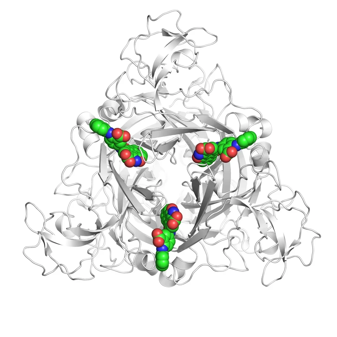 The human P2X4 receptor - (seen here from above) has three parts. If activated, a pore in the receptor opens and allows ions to flow into the cell. PSB-0704 (shown in color) prevents this from happening and blocks, for example, the transmission of pain signals.