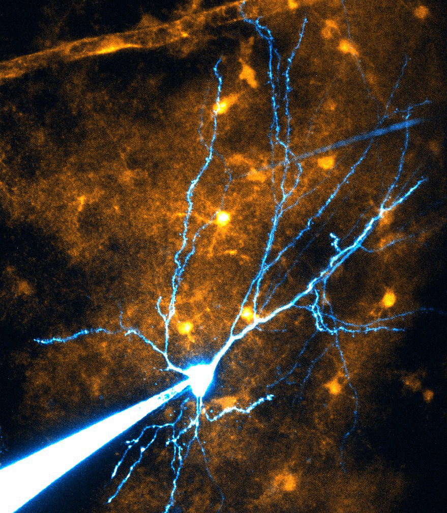 Mouse place cell with dendrites (blue): - Astrocytes (yellow) detect when the mouse is spatially oriented and then increase the probability of dendritic spikes by signaling molecules.