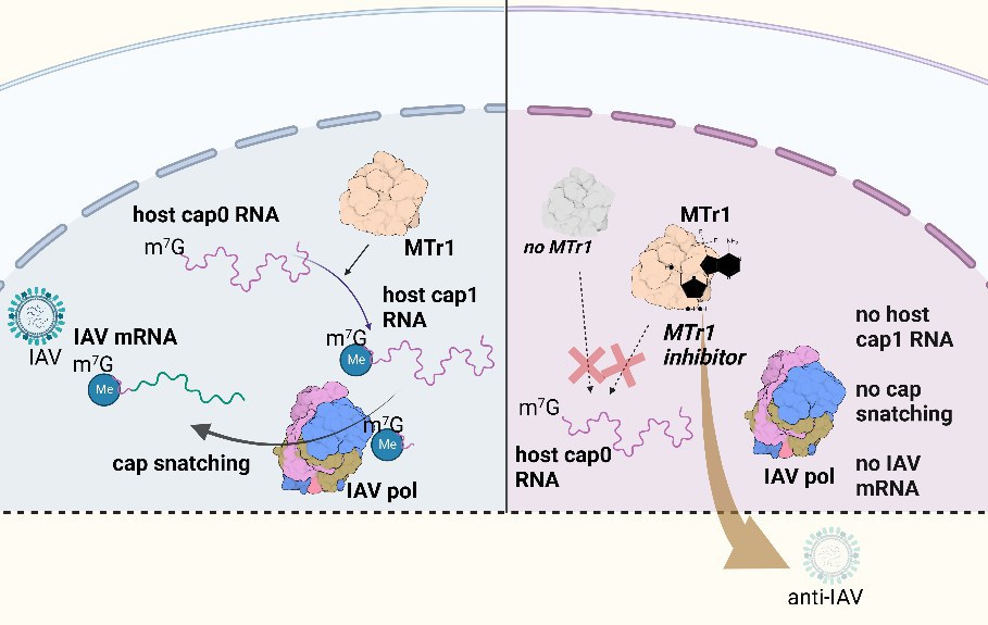 IAV replication in the presence or absence of MTr1: - The host RNA is methylated by MTr1 to a mature cap1 RNA. The influenza virus snatches the cap part of the mature host RNA to start viral replication. MTr1-deficient cells or cells treated with MTr1 inhibitors do not lead to IAV replication.