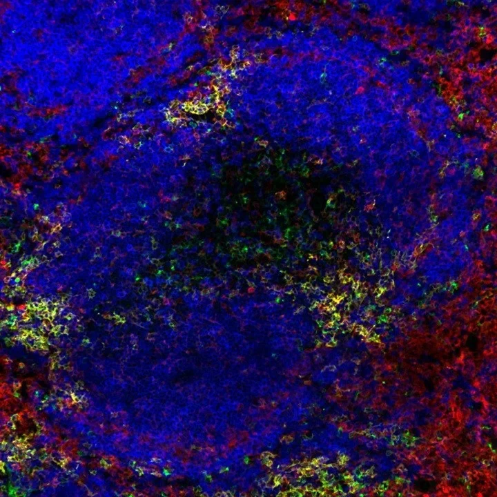 Image of a murine white pulp of the spleen