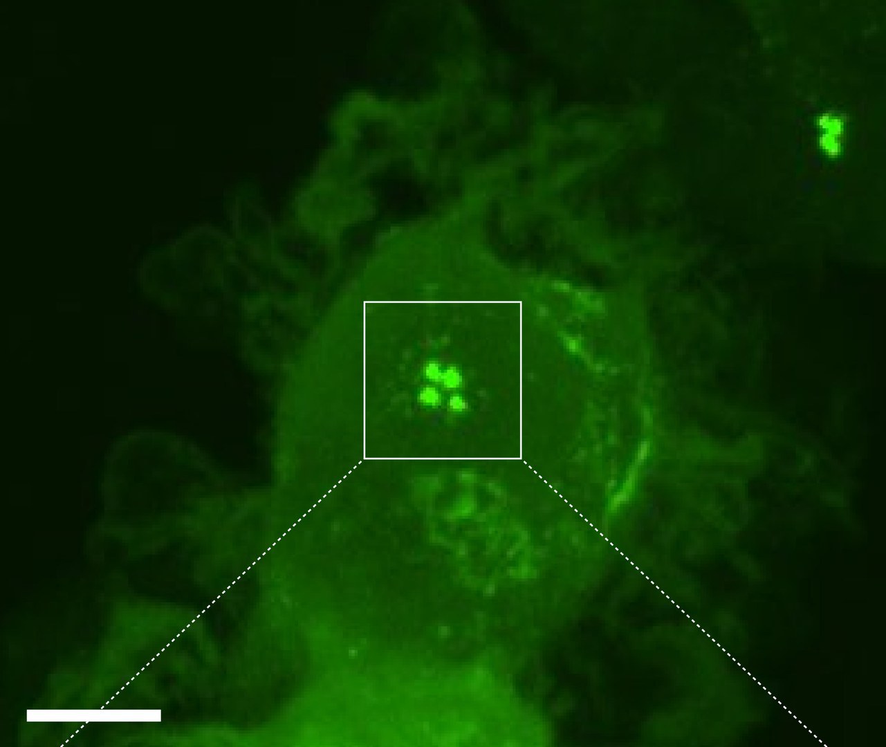 Dendritic cell in which two centrosomes with four so-called centrioles (green dots) have formed after contact with an antigen.