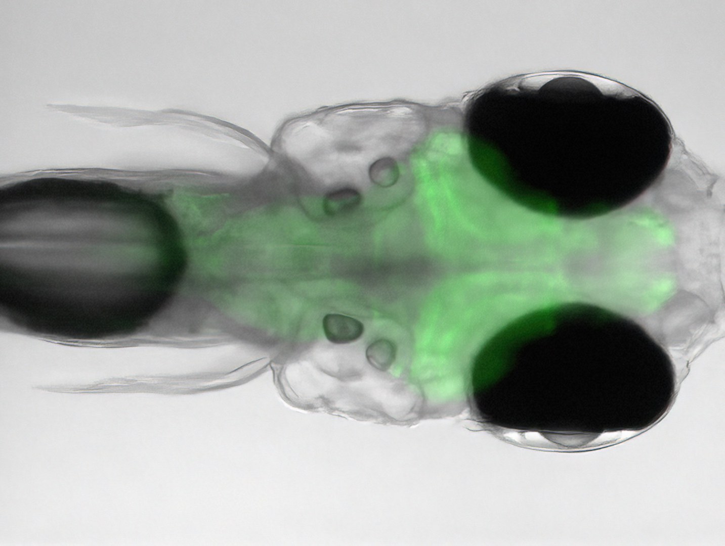 Head of a zebrafish larva - The transparent nature of these animals allows their brain to be identified under the microscope. It is colored green in the image because it produces a dye that lights up green during neuron activity.