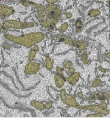 ilastik Screenshot 2