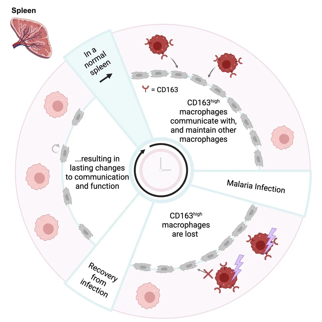 Researchers from the University of Bonn and the Peter Doherty Institute for Infection and Immunity in Melbourne - have investigated the long-term impact of malaria infections on resident macrophages in the spleen.