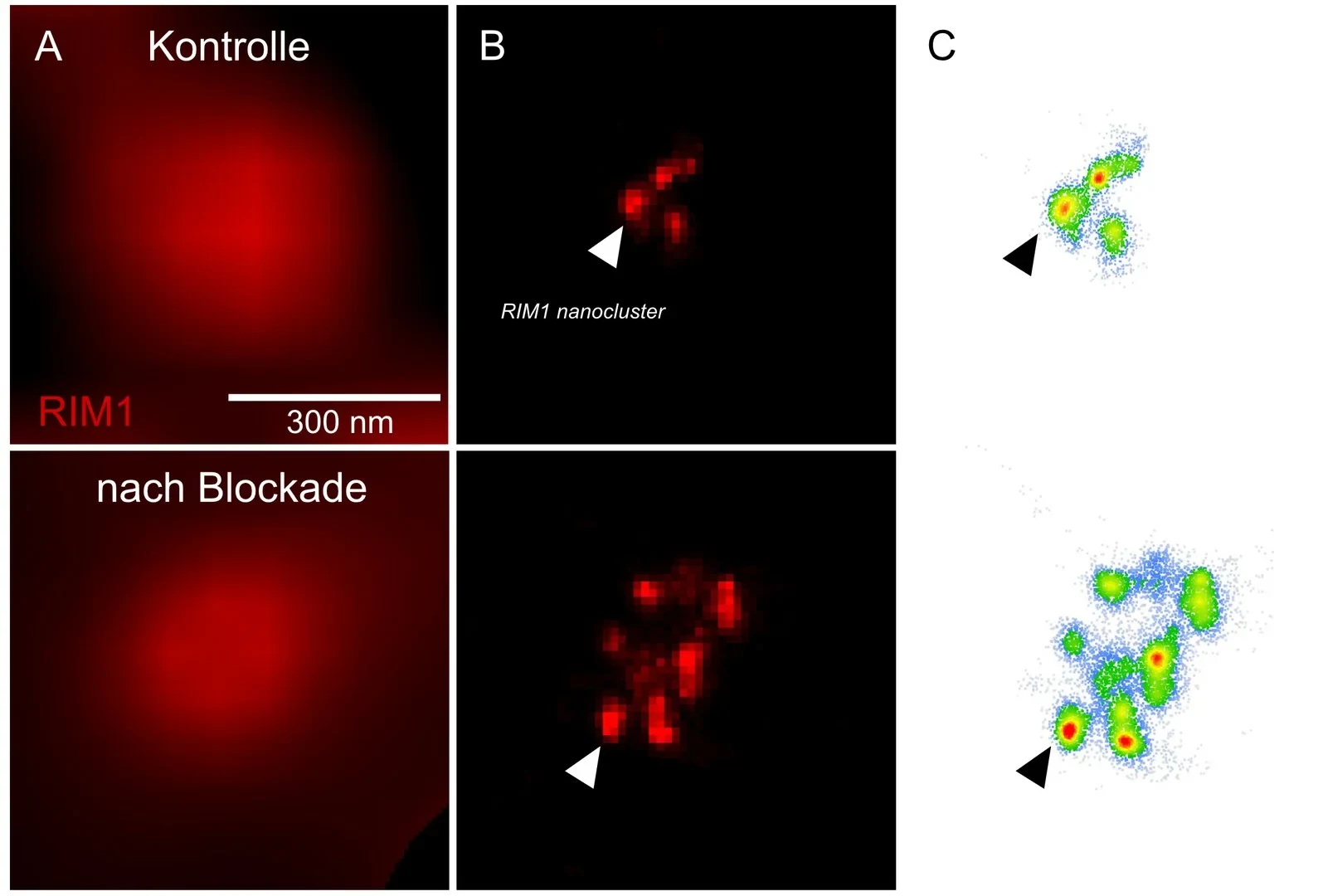 Plasticity of neuronal communication - elicited by 48-hour blockade of neuronal activity correlates with the number of RIM molecular clusters in the active zone. Column A is imaged with widefield illumination; column B is imaged with dStorm microscopy; column C shows molecular clusters.