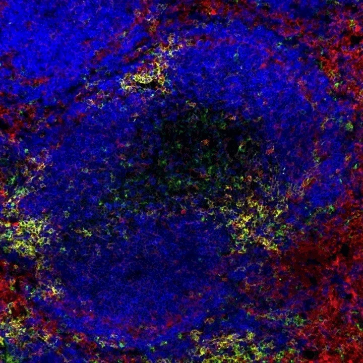 New insights into our immune system