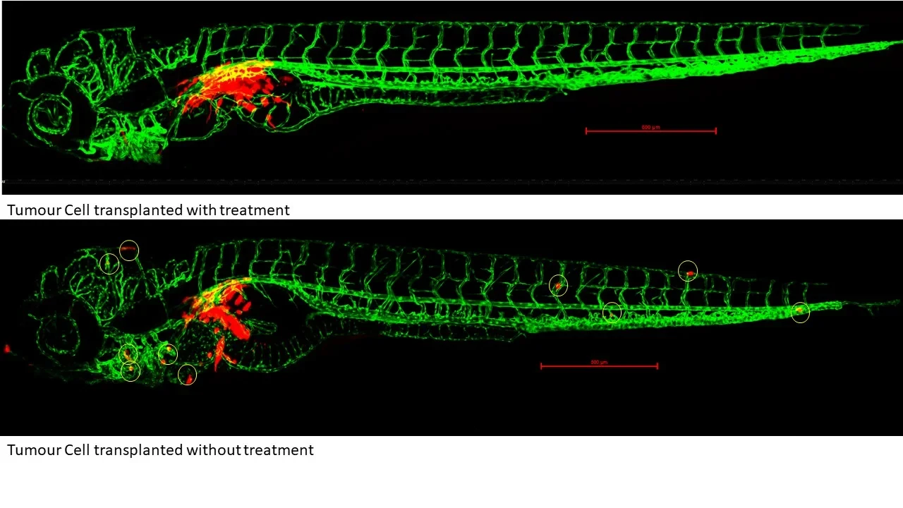 Eine Wissenschaftlerin und ein Wissenschaftler arbeiten hinter einer Glasfassade und mischen Chemikalien mit Großgeräten.